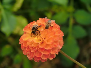Jahresausflug des Gartenbauverein Holzolling 2013