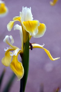 Botanischer Garten in Mnchen