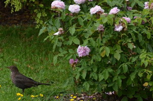 Botanischer Garten in Mnchen